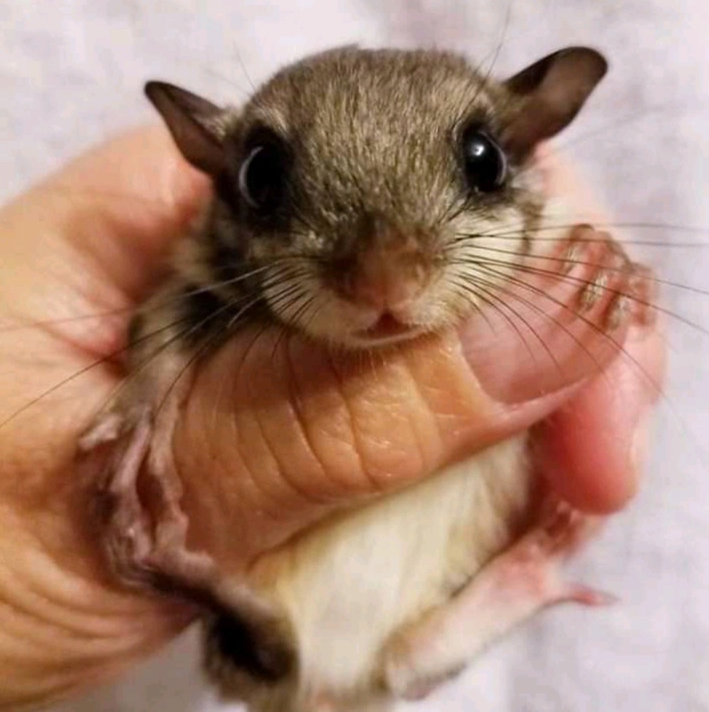 Meet your Posher, Mikat